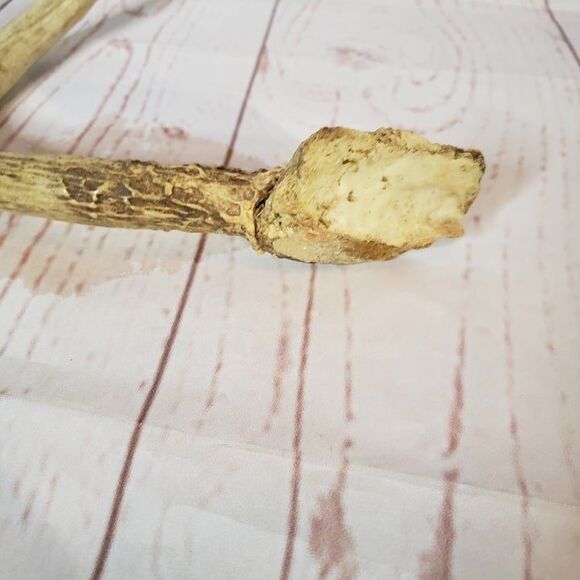 2 Point Deer Antler Natural Craft Rustic Decor 10" - Picture 5 of 6